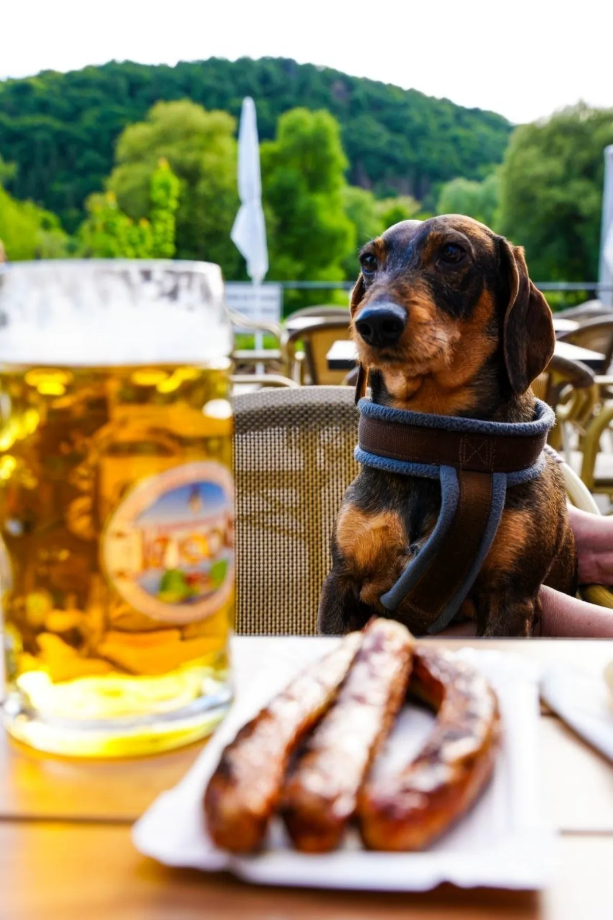 Dackel als Stammgast am Terrassentisch mit Bratwürsten und Bier, dahinter das grüne Naabtal